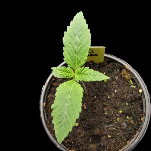 Quebec Blue. Week 1