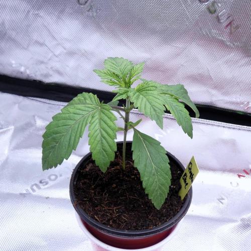 Quebec Blue. Week 2