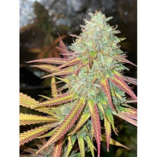 Fruity Pebbles 2.0. Week 0