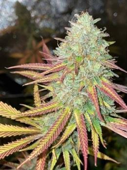Fruity Pebbles 2.0. Week 0