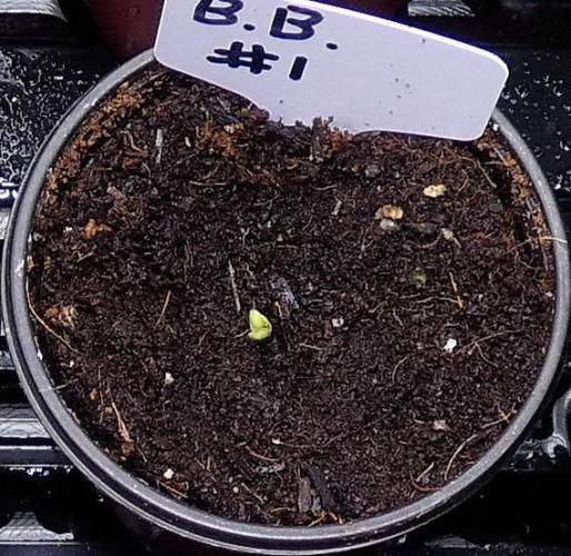 Blueberry Bastard Seed Run. Week 0