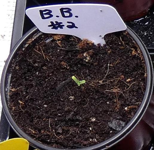 Blueberry Bastard F4. Week 0
