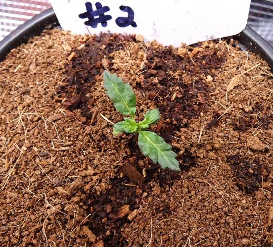 Blueberry Bastard Seed Run. Week 1