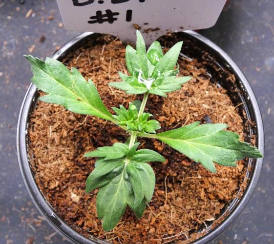 Blueberry Bastard Seed Run. Week 2