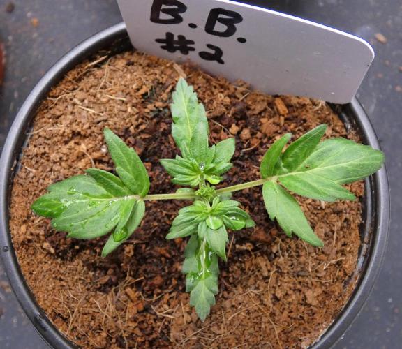 Blueberry Bastard F4. Week 2