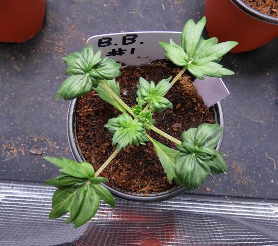 Blueberry Bastard Seed Run. Week 3