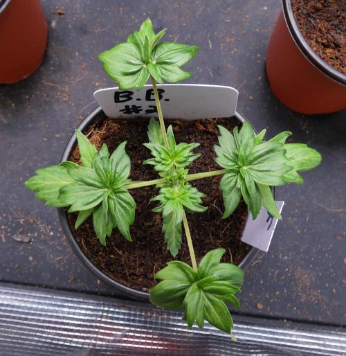 Blueberry Bastard F4. Week 3