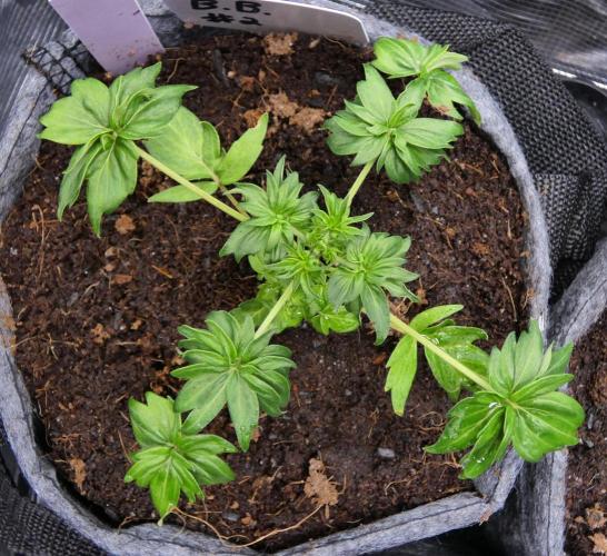 Blueberry Bastard F4. Week 4
