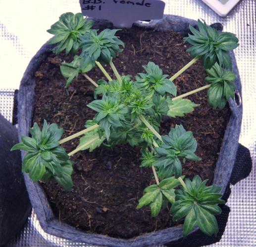 Blueberry Bastard Seed Run. Week 5 - female