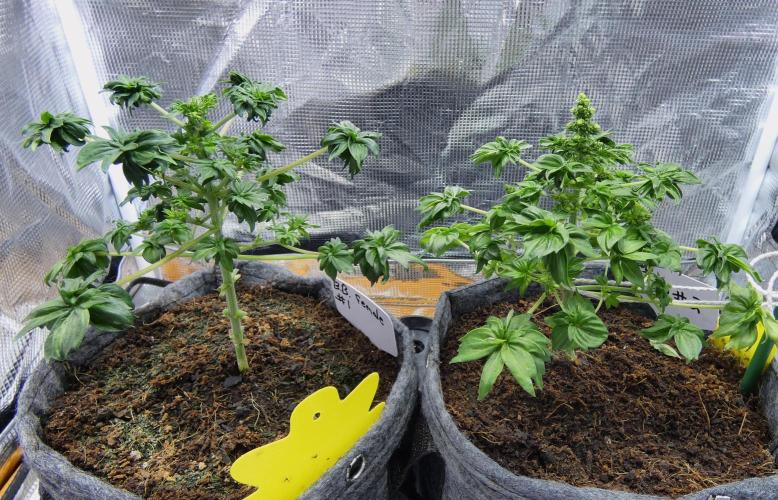 Blueberry Bastard Seed Run. Week 6 - male and female side-by-side