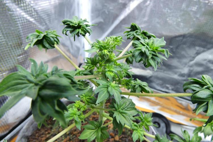 Blueberry Bastard Seed Run. Week 6 - Female