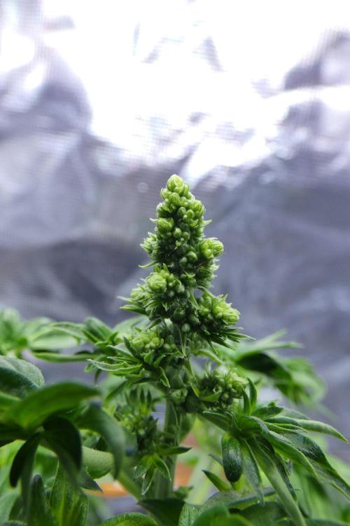 Blueberry Bastard F4. Week 6