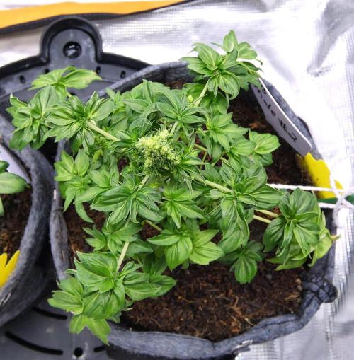 Blueberry Bastard Seed Run. Week 6 - Male