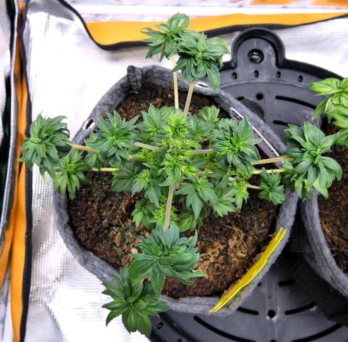 Blueberry Bastard Seed Run. Week 6 - Female