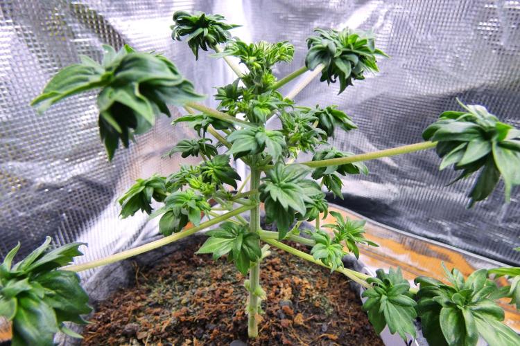 Blueberry Bastard Seed Run. Week 6 - female