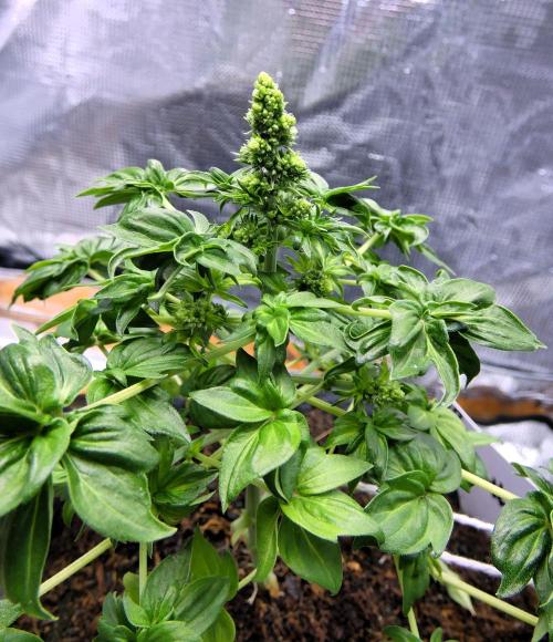 Blueberry Bastard Seed Run. Week 6 - male