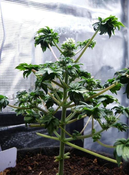 Blueberry Bastard Seed Run. Week 7 - female