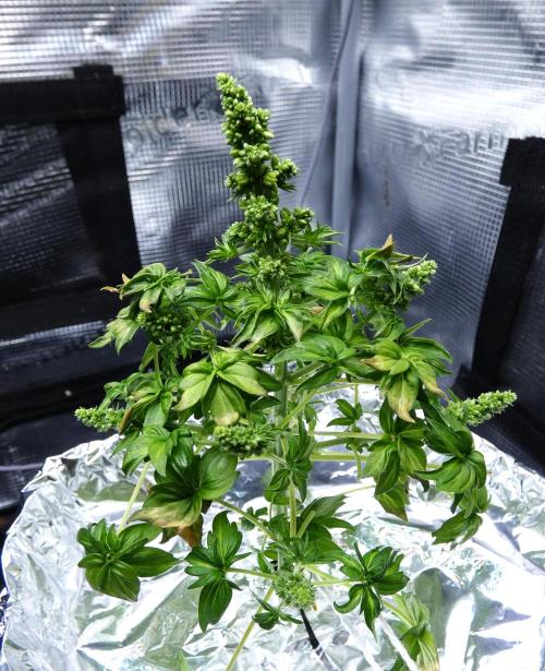 Blueberry Bastard F4. Week 7
