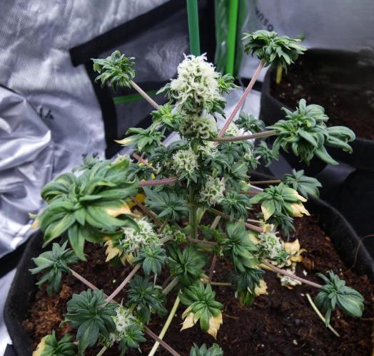 Blueberry Bastard Seed Run. Week 8