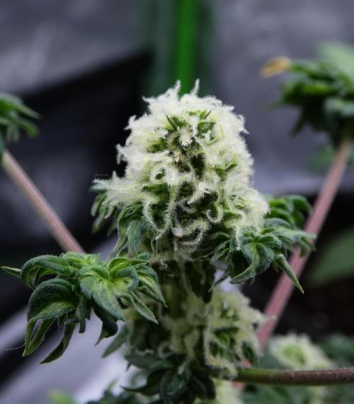 Blueberry Bastard Seed Run. Week 8