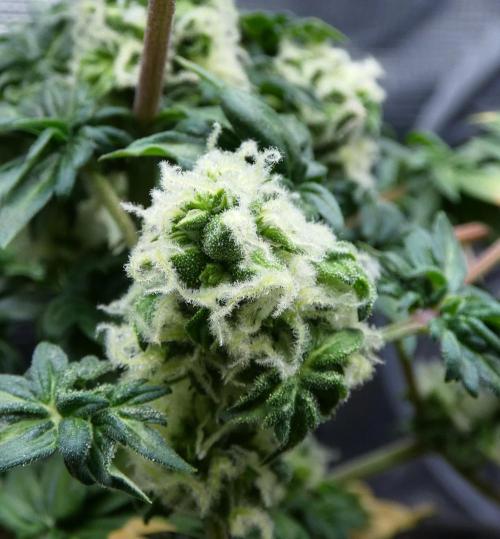 Blueberry Bastard Seed Run. Week 9