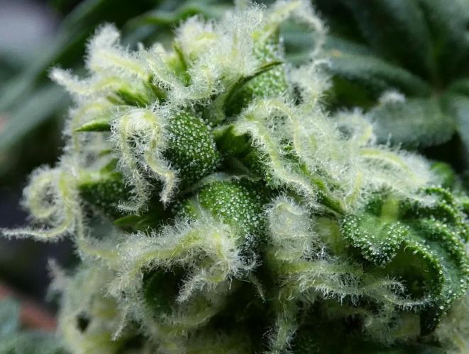 Blueberry Bastard Seed Run. Week 9