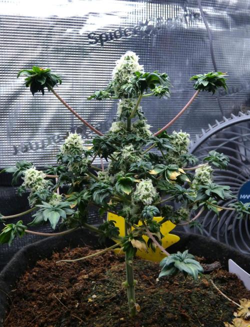 Blueberry Bastard Seed Run. Week 9