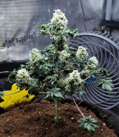 Blueberry Bastard Seed Run. Week 10