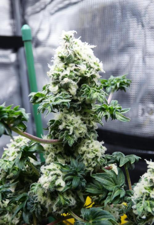 Blueberry Bastard Seed Run. Week 10