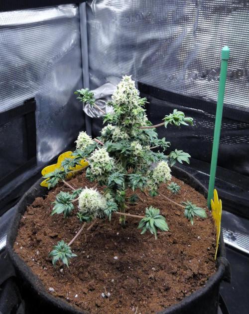 Blueberry Bastard Seed Run. Week 10