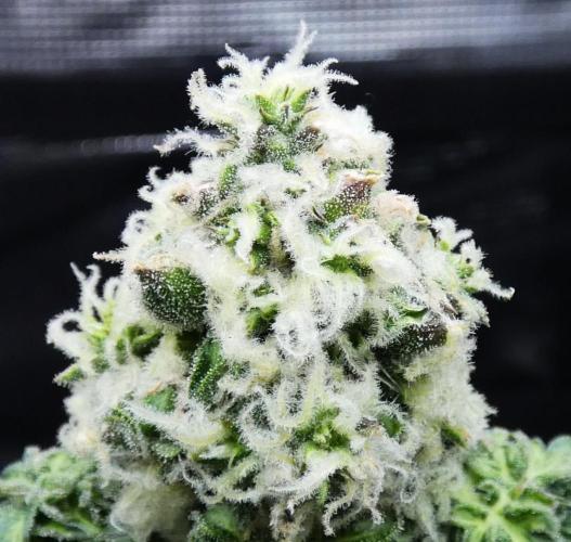 Blueberry Bastard Seed Run. Week 10