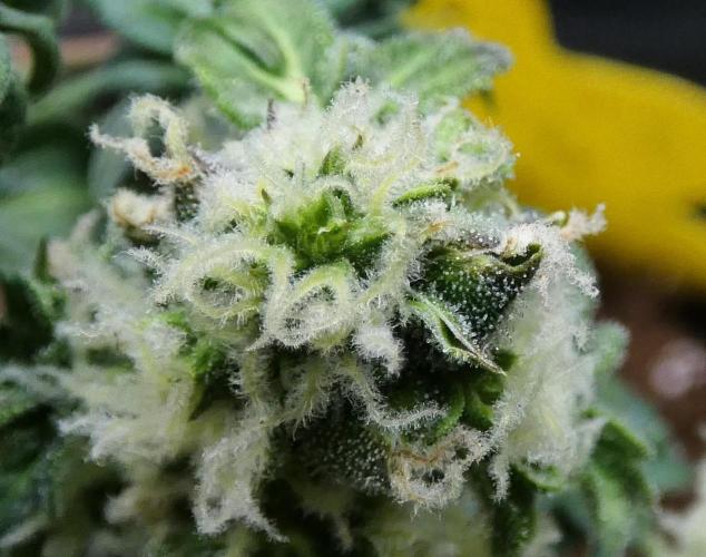 Blueberry Bastard Seed Run. Week 10