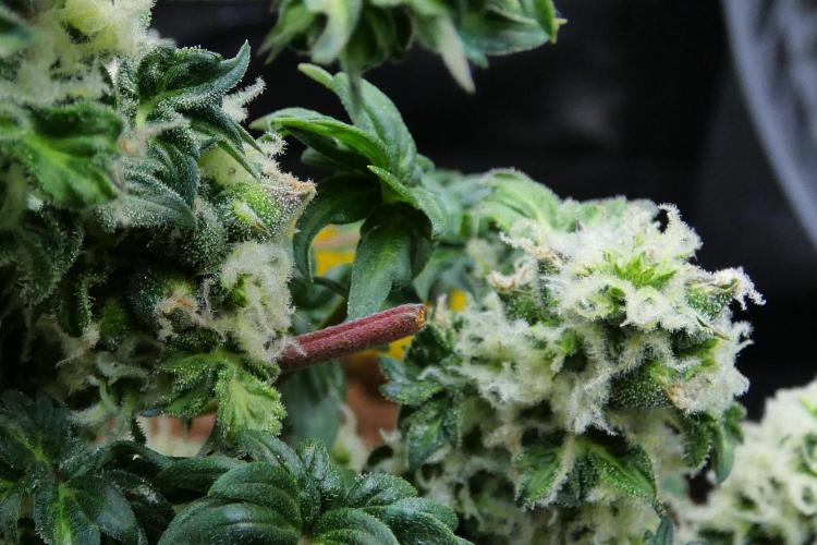 Blueberry Bastard Seed Run. Week 10