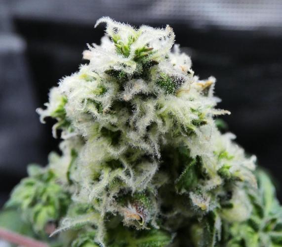 Blueberry Bastard Seed Run. Week 10