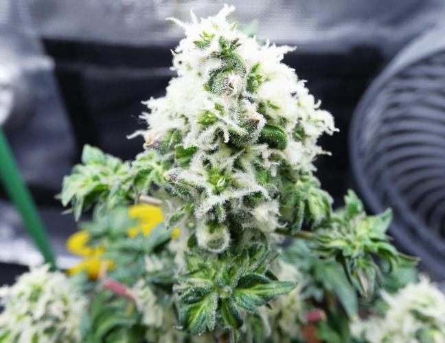 Blueberry Bastard Seed Run. Week 10