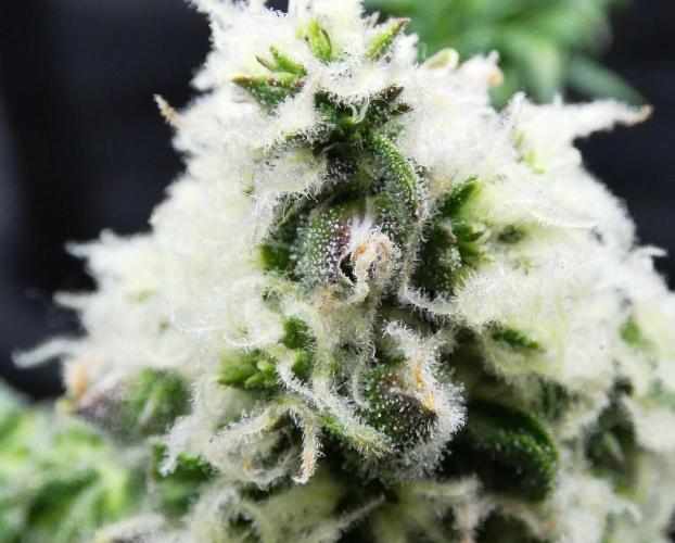 Blueberry Bastard Seed Run. Week 10