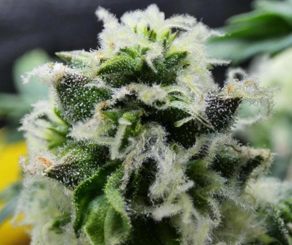 Blueberry Bastard Seed Run. Week 10