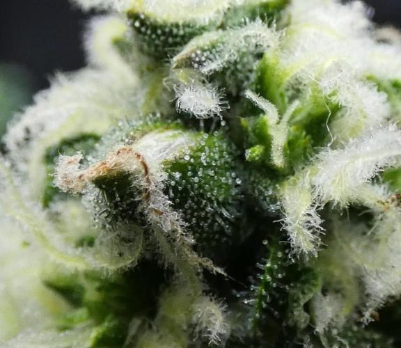 Blueberry Bastard Seed Run. Week 10