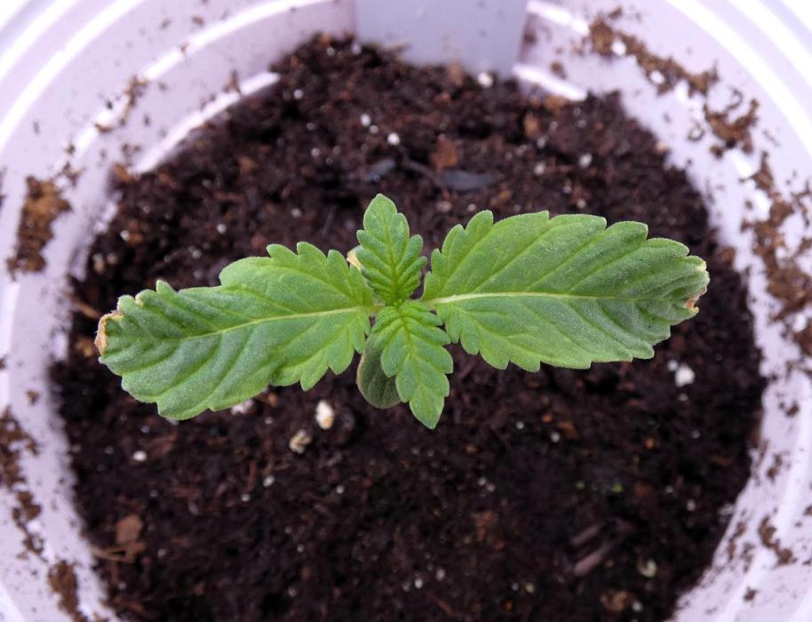 Blueberry - QCS. Week 1
