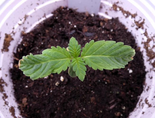 Blueberry. Week 1