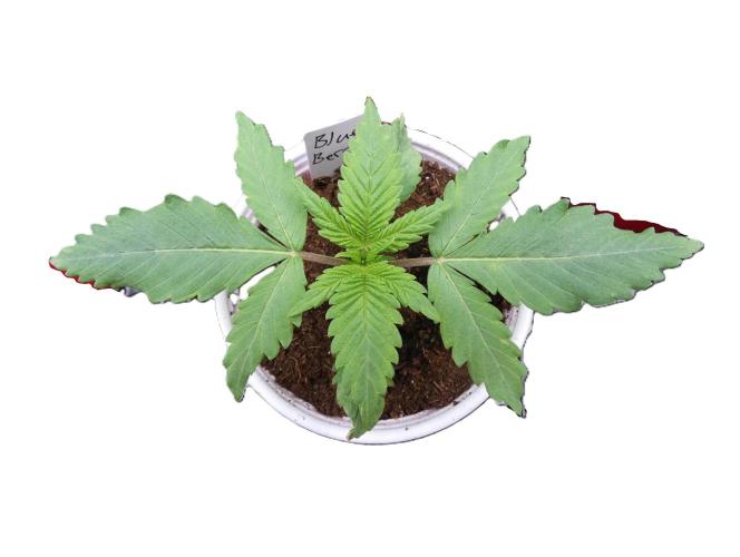 Blueberry. Week 2