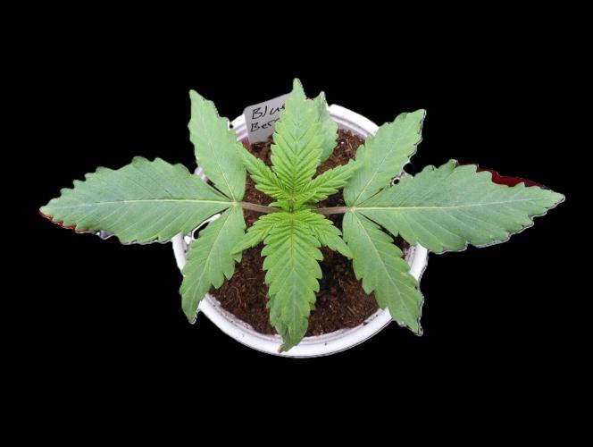 Blueberry. Week 2