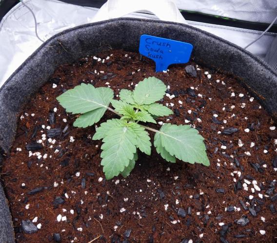 Crush Soda Kush. Week 2