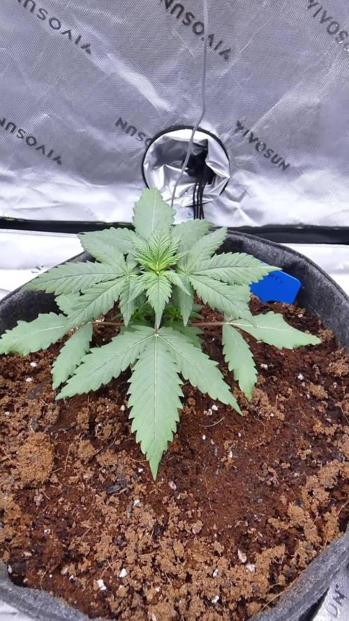 Blueberry - QCS