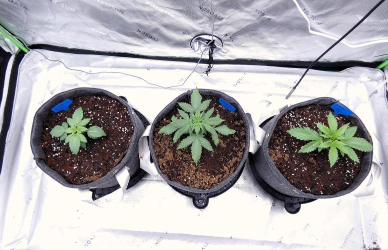Blueberry. Week 3