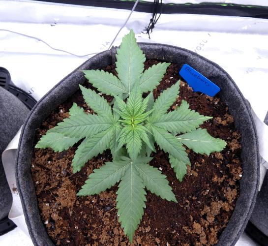 Blueberry - QCS. Week 3