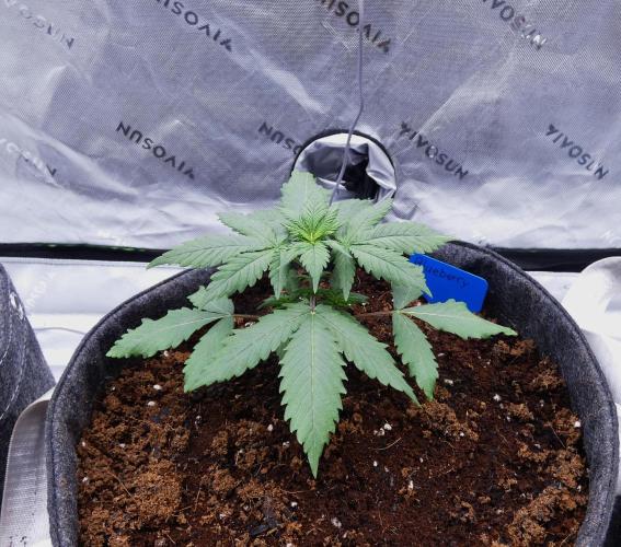 Blueberry - QCS. Week 3