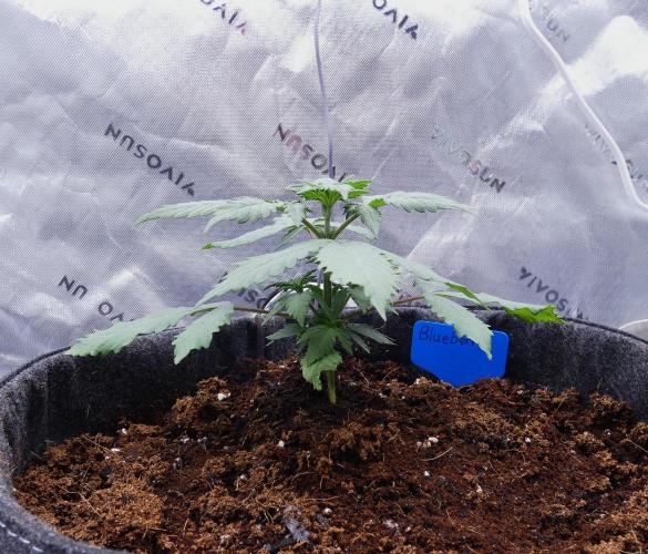 Blueberry - QCS. Week 3