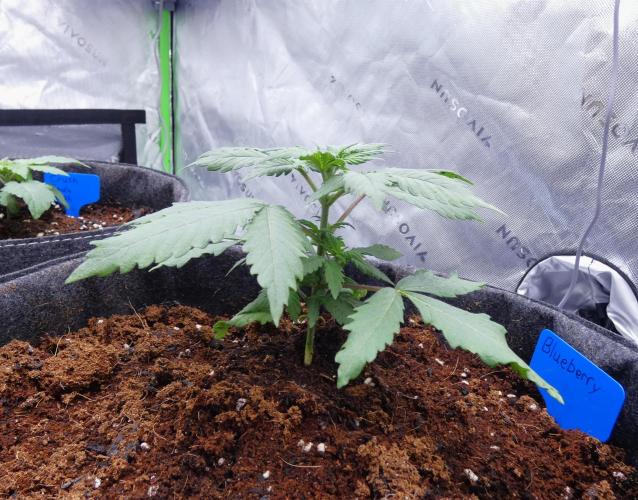 Blueberry - QCS. Week 3