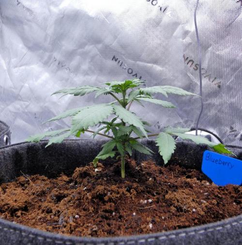 Blueberry - QCS. Week 3